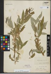 Foto von Salix alba subsp. micans (Andersson) Rech. f.
